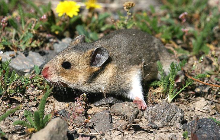 Van’ın kedisi varsa Konya’nın da avurtlağı var 3